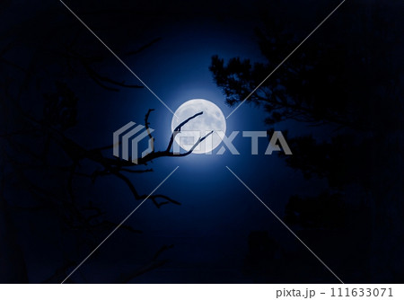 Moonlit night sky with silhouetted trees and tranquil full moon Moonlit night sky with silhouetted trees and tranquil full moon 111633071