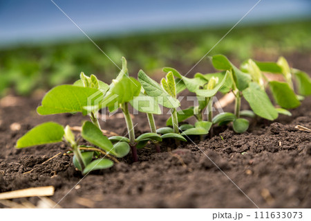 Fresh green soy plants on the field in spring. Rows of young soybean plants  111633073