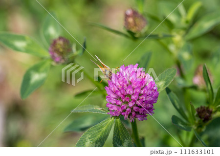 butterfly on a flower. beautiful lady butterfly Vanessa cardui, red clover, close-up 111633101