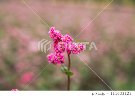 Red buckwheat flowers on the field. Blooming buckwheat. Buckwheat field on a summer sunny day.  Red buckwheat flowers on the field. Blooming buckwheat. Buckwheat field on a summer sunny day.  111633125