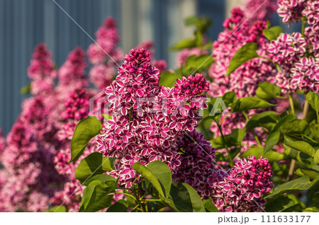 Beautiful bunch of lilac closeup. Lilac Flowering. Lilac Bush Bloom. Beautiful bunch of lilac closeup. Lilac Flowering. Lilac Bush Bloom. 111633177