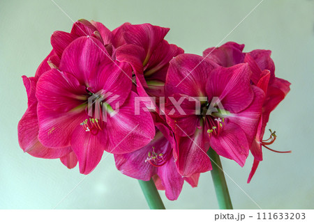 Hippeastrum Amaryllis pink amaryllis flower blooming close up Hippeastrum Amaryllis pink amaryllis flower blooming close up 111633203