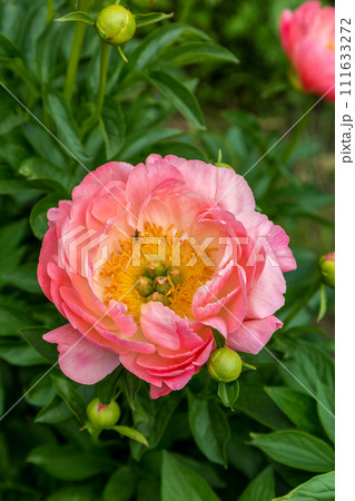 Herbaceous peony Coral charm in flowers garden 111633272