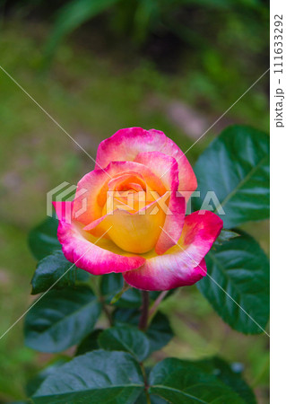 Close-up of garden rose Pullman Orient Express Close-up of garden rose Pullman Orient Express 111633292