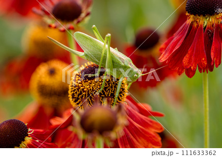 Large green grasshopper on red helenium flowers in the garden 111633362