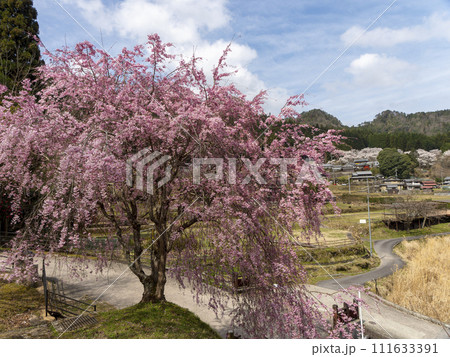 室生の里山に咲く枝垂れ桜 室生の里山に咲く枝垂れ桜 111633391