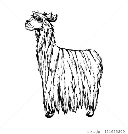 Hand drawn ink vector illustration, farm cattle wool animal, llama alpaca vicuna guanaco, South Central America. Single object isolated on white background. Design travel, vacation, brochure, print 111633800