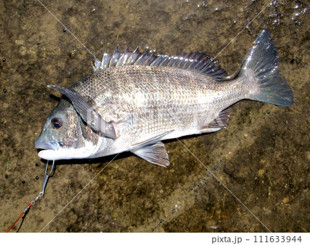 落とし込み釣りで黒鯛が釣れた 111633944