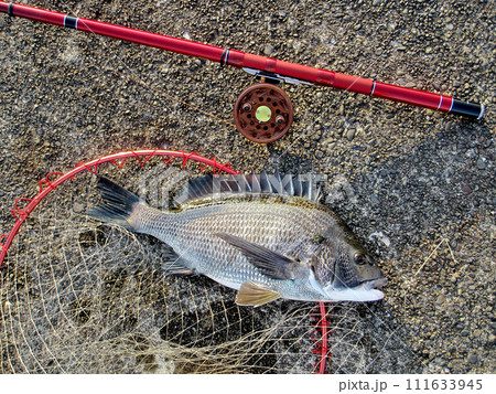 落とし込み釣りで黒鯛が釣れた 落とし込み釣りで黒鯛が釣れた 111633945