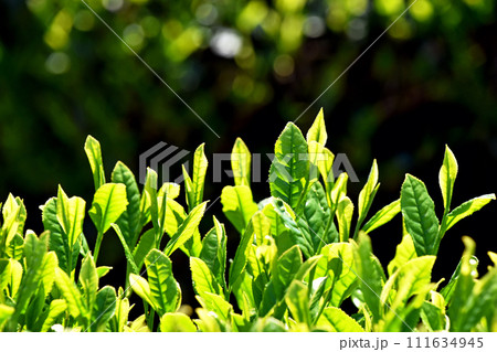 茶畑 茶畑 111634945