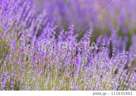 Lavender flowers close-up on blurred background 111635801