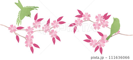 桜の枝にとまる鶯イラスト 111636066