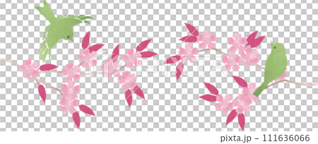 Illustration of a nightingale perched on a cherry blossom branch 111636066