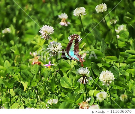 飛行中のアオスジアゲハ 飛行中のアオスジアゲハ 111636070