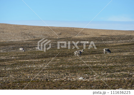 Arctic landscape 111636225