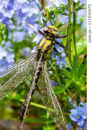 Dragonfly, Gompha vulgaris Gomphus vulgatissimus on the plant by lake morning sunlight in summer 111636978