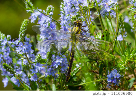 Dragonfly Gomphus vulgatissimus in front of green background macro shot with dew. on the wings. Blue flowers in the morning of a sunny summer day 111636980