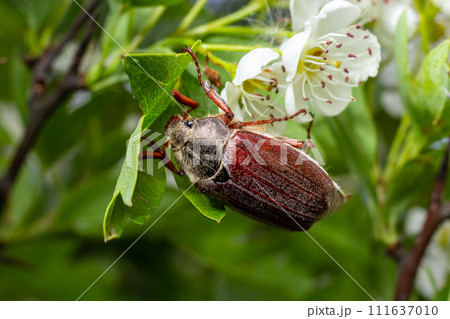 The crunch of the melolontha melolontha insect on a tree branch. Animal wildlife background 111637010