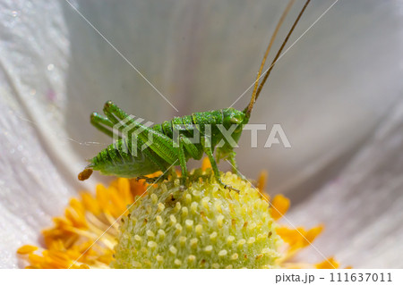 Green grasshopper Tettigonia viridissima on a flower, wildlife, macro 111637011