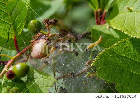 Group of Larvae of Bird-cherry ermine Yponomeuta evonymella pupate in tightly packed communal, white web on a tree trunk and branches among green leaves in summer 111637014