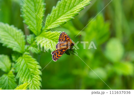The heath fritillary butterfly Melitaea athalia. Beautiful fritillary butterfly on meadow The heath fritillary butterfly Melitaea athalia. Beautiful fritillary butterfly on meadow 111637036