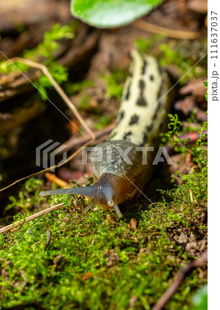 Limax maximus - leopard slug crawling on the ground among the leaves and leaves a trail Limax maximus - leopard slug crawling on the ground among the leaves and leaves a trail 111637037