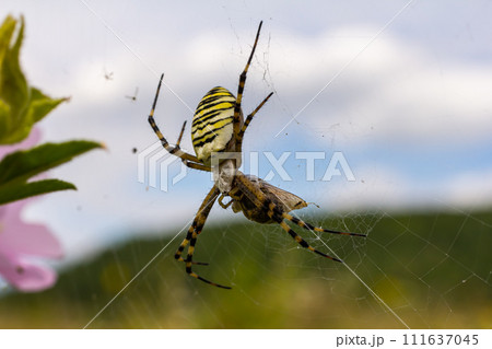 A wasp spider in a large web on a background of green grass on a sunny day. Argiope bruennichi 111637045