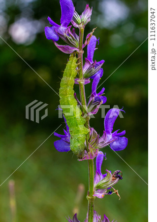 Caterpillar sliding along a stalk of sage with green background Caterpillar sliding along a stalk of sage with green background 111637047