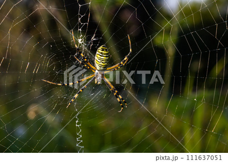 Closeup of exotic striped argiope bruennichi orb web spider sitting on cobweb against blurred background in daytime 111637051