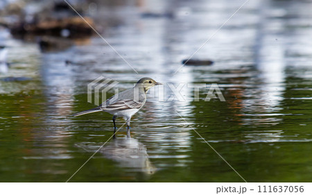 Motacilla alba - The white wagtail, is a small species of passerine bird in the Motacillidae family Motacilla alba - The white wagtail, is a small species of passerine bird in the Motacillidae family 111637056