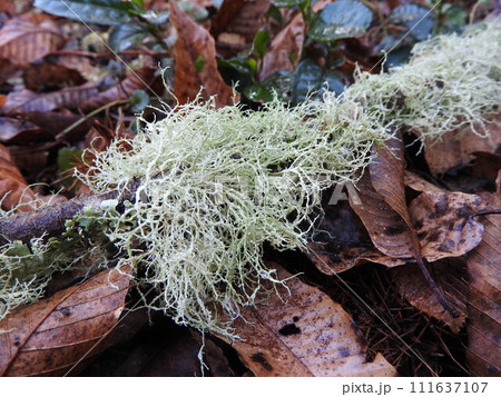 ハナゴケ ハナゴケ 111637107