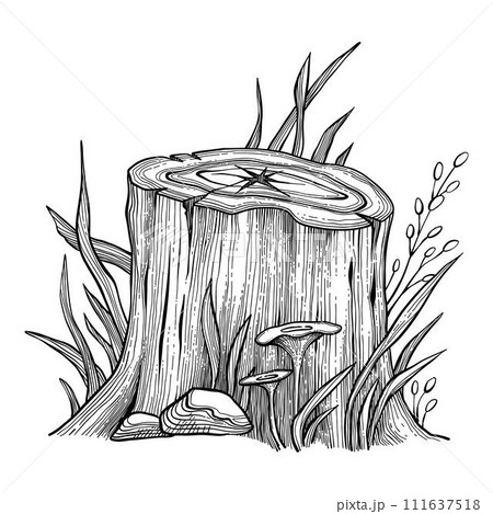 Tree stump and log vector illustrations set. Tree trunk parts top and side view. Felled forest, industrial wood, building material. Firewood, constructing stuff, lumber isolated on white background. 111637518