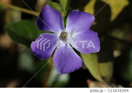 冬の庭に咲く紫色のツルニチニチソウの花 冬の庭に咲く紫色のツルニチニチソウの花 111638384