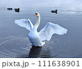 喜ぶ白鳥？ 111638901