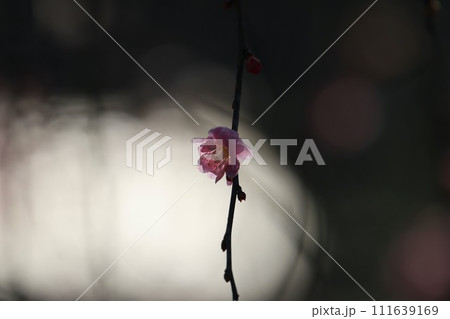 梅の花 111639169