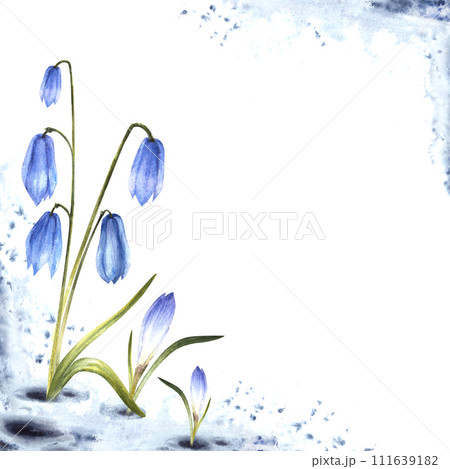 Watercolor painting spring primary flowers illustration Arrival of spring card template. Melting snow landscape blue scylla, crocuses, snowdrops plant sprouting through the snow Isolated background Watercolor painting spring primary flowers illustration Arrival of spring card template. Melting snow landscape blue scylla, crocuses, snowdrops plant sprouting through the snow Isolated background 111639182