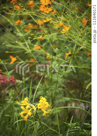 秋の草花風景 秋の草花風景 111640171