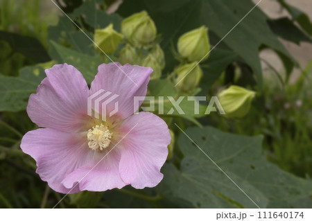 初秋の頃、芙容咲く花風景 初秋の頃、芙容咲く花風景 111640174