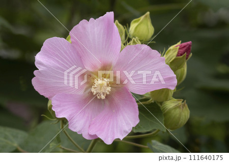 初秋の頃、芙容咲く花風景-2 初秋の頃、芙容咲く花風景-2 111640175