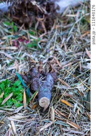 荒れた空家の庭 廃墟 廃屋 荒れた空家の庭 廃墟 廃屋 111640176
