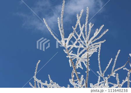 樹氷 樹氷 111640238