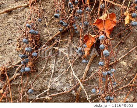 Dried Vines and Berries on Textured Wall.. Dried Vines and Berries on Textured Wall.. 111640652
