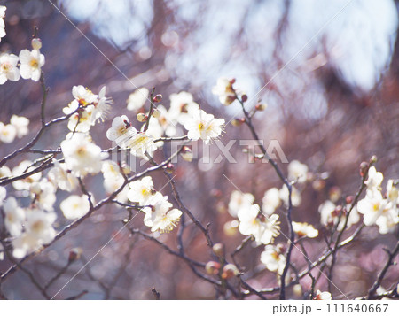春の訪れを告げる梅の花 111640667