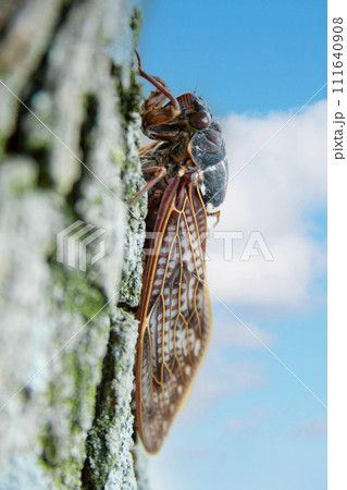 木にとまるアブラゼミ 111640908