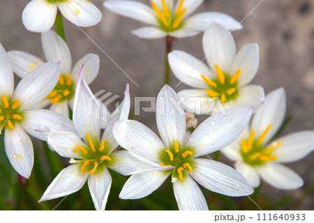 白いタマスダレの花 111640933