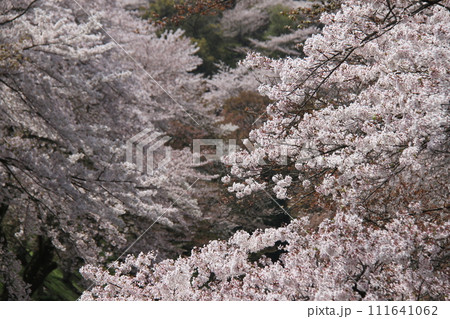 春の琵琶湖疏水の桜 111641062