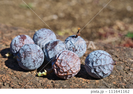 ナギの実（冬、二月） 111641162