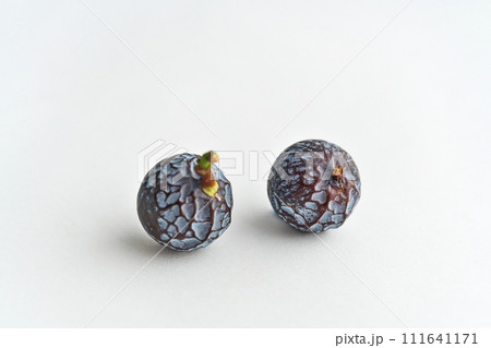 ナギの実（冬、二月） 111641171