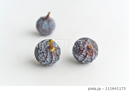 ナギの実（冬、二月） 111641173