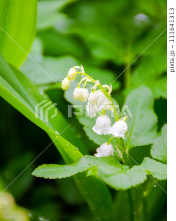 convallaria majalis plant blooming in spring. lily of the valley flower among green leafs in dewdrops. beautiful nature background in the garden 111641313